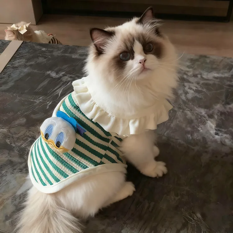 猫咪衣服秋冬季保暖可爱条纹立体背心防着凉布偶猫金渐层蓝猫绒衣