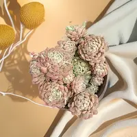 彪哥多肉花卉盆栽绿植羊脂玉多肉植物不带盆土净化空气防辐射甲醛
