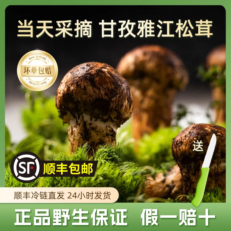 雅江香格里拉新鲜松茸四川甘孜特产24小时冷链发货送礼