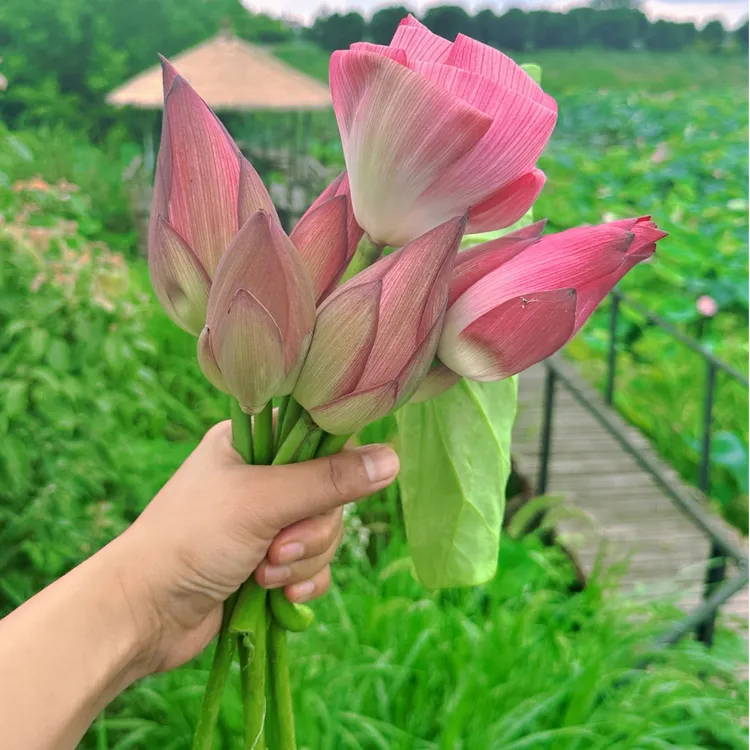 【顺丰】送包装纸洪湖新鲜现切荷花可水培鲜荷花