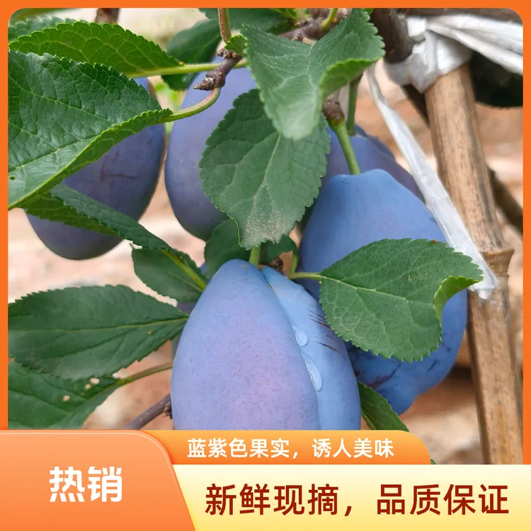 四川头茬蓝蜜西梅新鲜现摘软糯多汁当季香甜水果3斤/5斤孕妇可吃