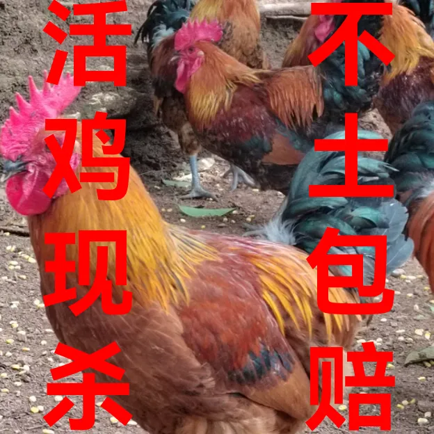 黑脚雪山草公鸡竹林跑地鸡150天