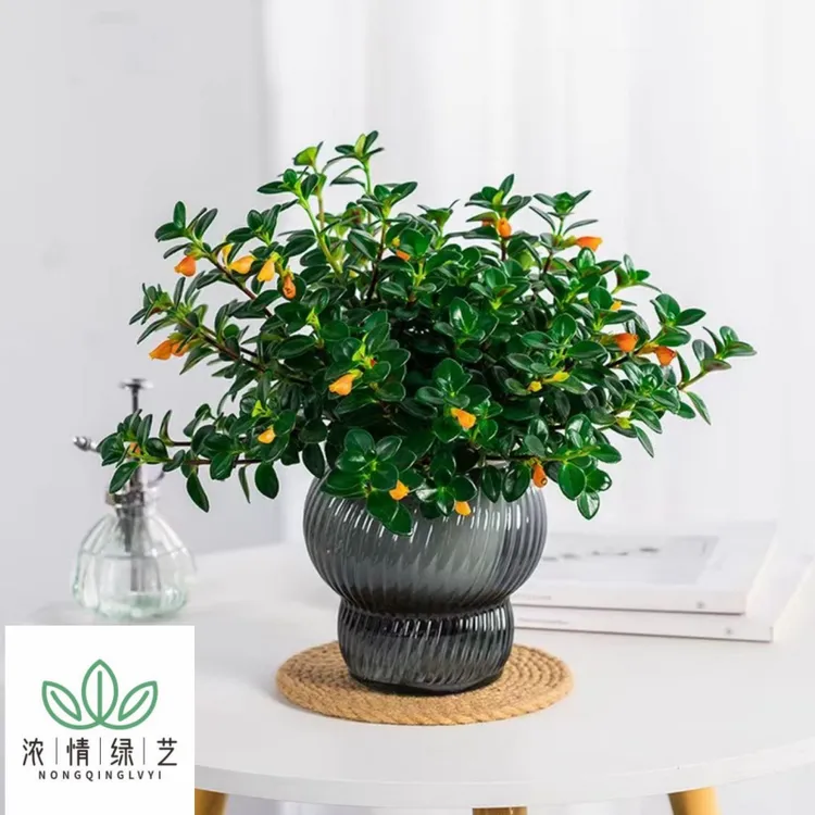 浓情绿艺金鱼吊兰盆栽花卉植物室内阳台庭院好养的盆栽花卉植物