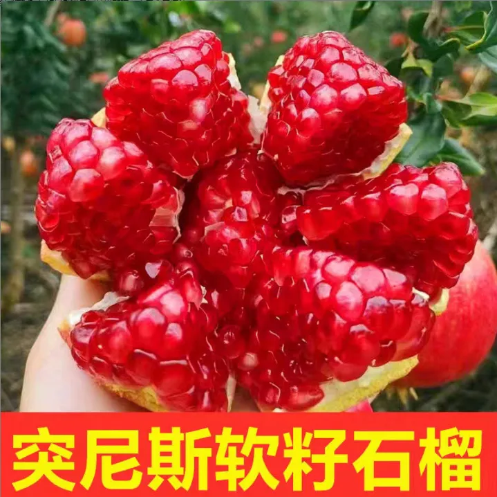 【6个装】单果200-300g会理突尼斯软籽石榴应季当季新鲜水果整箱
