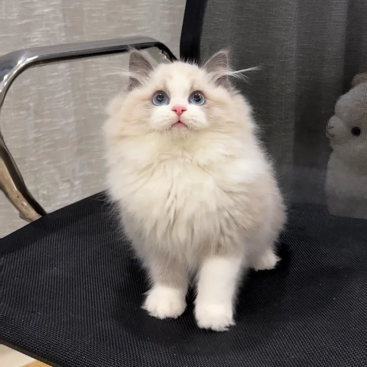 （领养猫咪）送猫上门活体布偶猫金渐层蓝金渐层缅因猫英短宠物猫咪