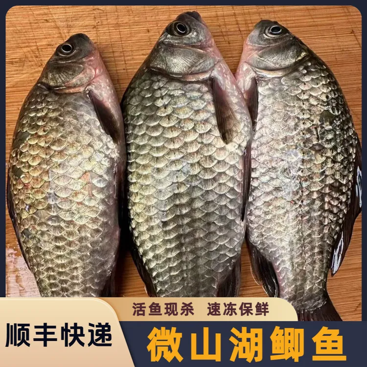 野生鲫鱼 顺丰包邮  活鱼现杀 速冻保鲜 月子煮汤红烧淡水鱼