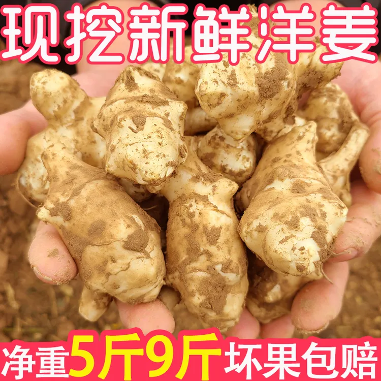 【现挖现发】新鲜洋姜9斤腌制咸菜鬼子姜不辣姜菊芋5斤鲜嫩尝鲜可种