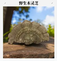 木灵芝 厚皮木层孔菌 深山树枝