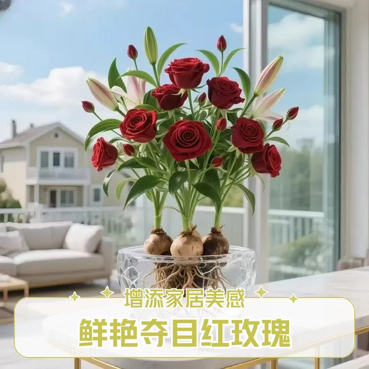 浓香型重瓣玫瑰花种球水培土培四季花卉好养耐热