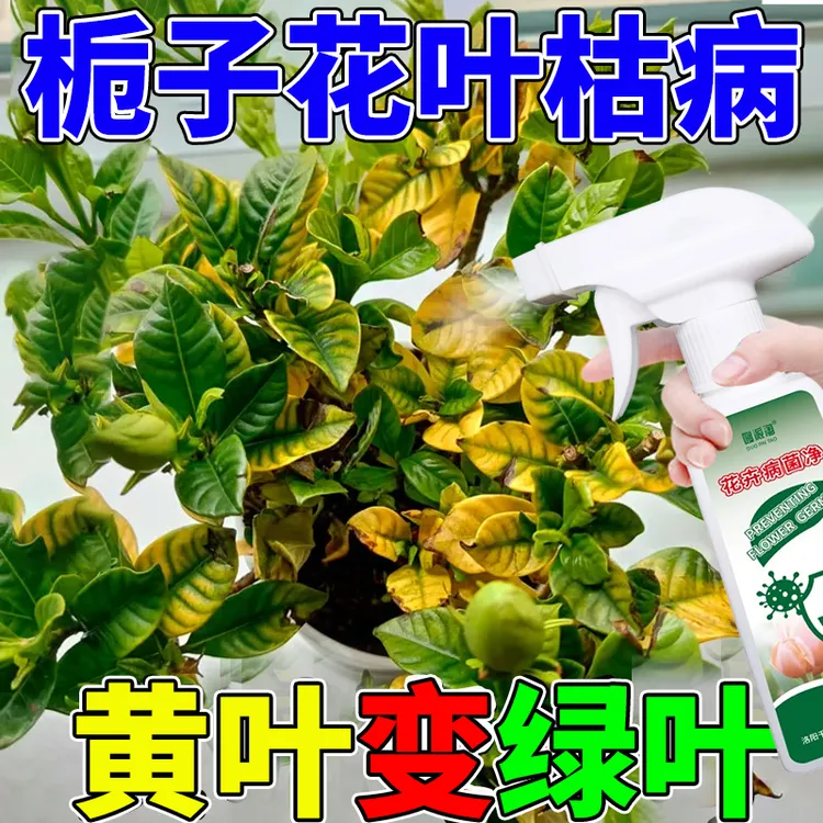 栀子花黄化病叶枯病营养液病害急救白粉病斑枯病煤烟病专用营养液