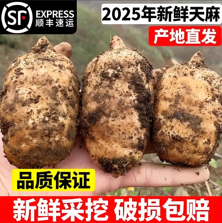 云南小草坝新鲜天麻野生种植顺丰包邮可煲汤炖汤