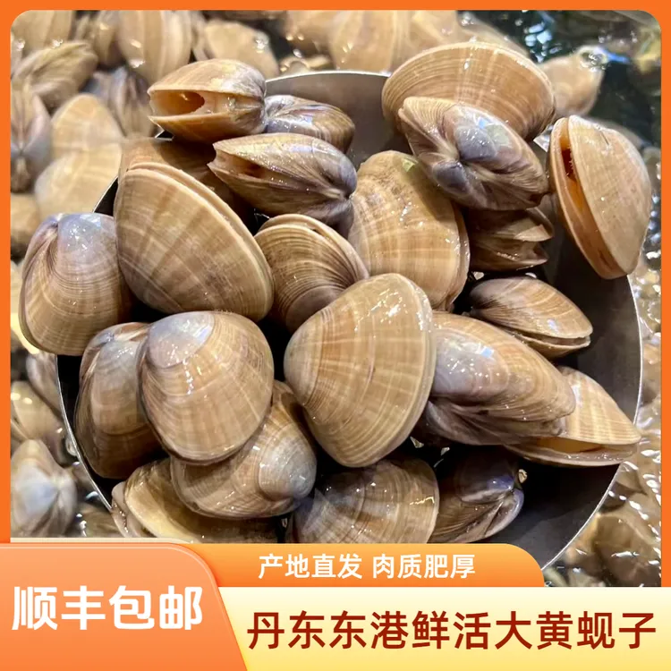 【顺丰发货】丹东东港鲜活黄蚬子95%无沙产地直发 2/3斤装