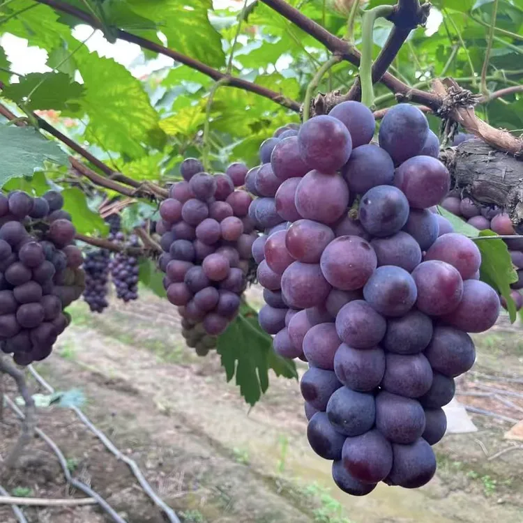 葡萄树苗带盆带土带叶南北方种植盆栽地栽阳光玫瑰巨峰蓝宝石嫁接