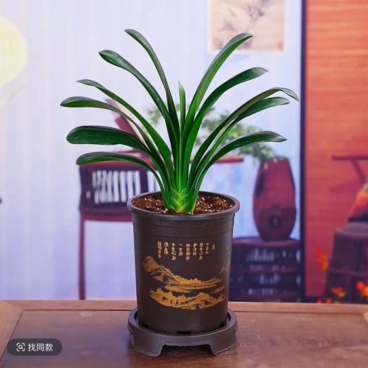 黄【带盆8-10叶君子兰】君子兰室内绿植耐寒盆栽客厅庭院四季花卉