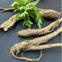 高山新鲜藏当归保鲜煲汤