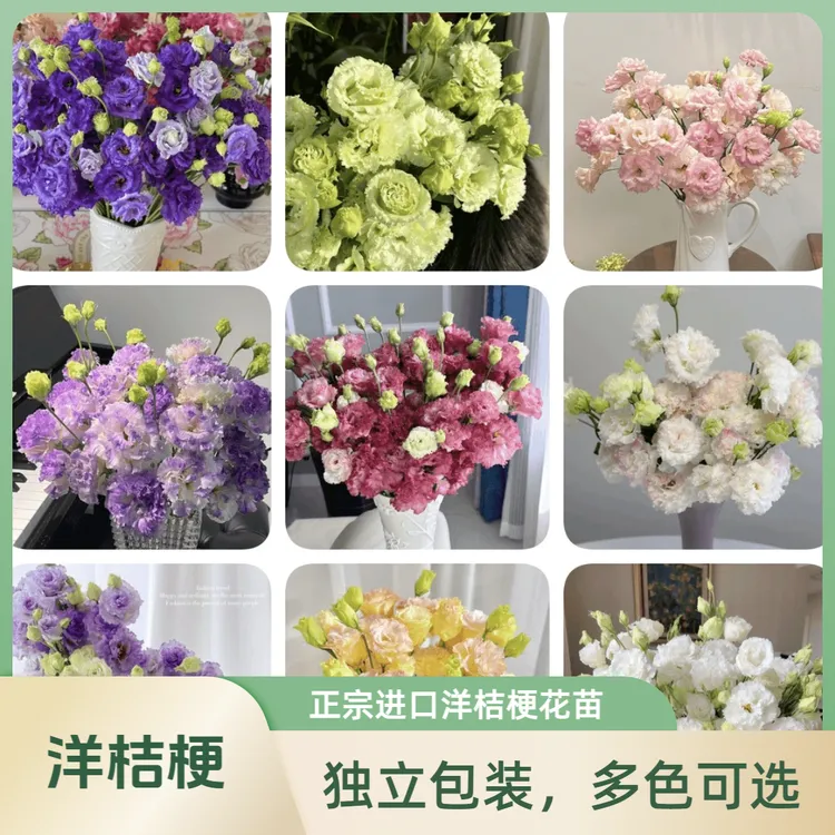 （独立包装盒）进口洋桔梗中苗耐冷耐热多年生四季开花花盆栽多花卉