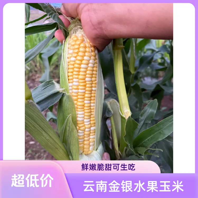 【老吴优选】云南现摘金银水果玉米鲜嫩甜脆可生吃新鲜蔬菜苞谷棒