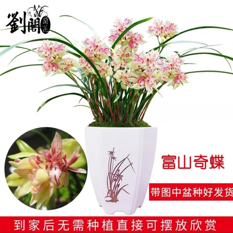 富山奇蝶 刘阁兰花苗 现带浓香花苞 好养花卉绿植盆栽美观植物