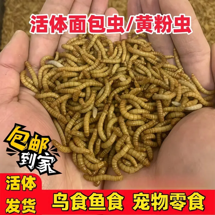 活体面包虫鲜活黄粉虫仓鼠守宫饲料画眉鸟粮蛋白虫蛙粮钓鱼活饵