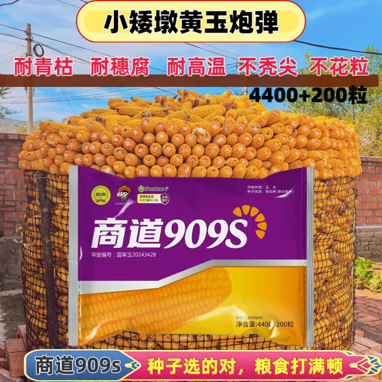 商道909S（黄玉炮弹）升级版抗穗腐长马齿红轴大棒抗病抗倒高产正品