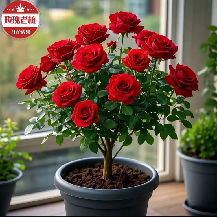 全国包邮-  2棵四季循环开花高端云南浓香型玫瑰老桩盆栽花卉精选
