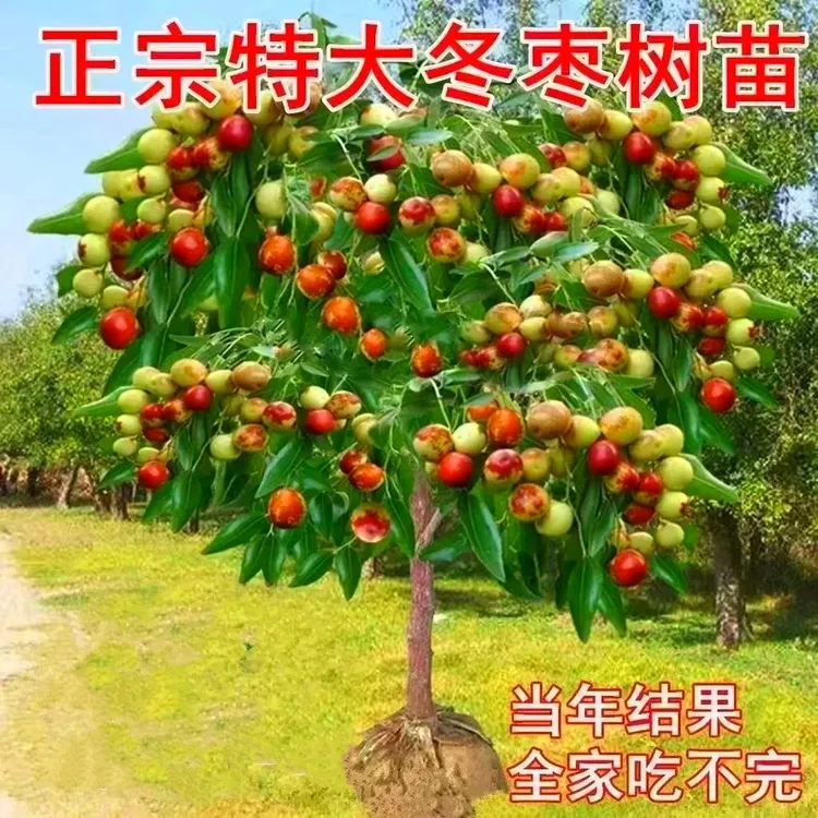 特大冰糖冬枣苗新款耐寒耐旱枣树苗盆栽地栽南方北方种植当年结果