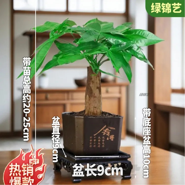 发财树舍得盆栽中式室内客厅办公室桌面盆栽四季常青吸甲净化空气