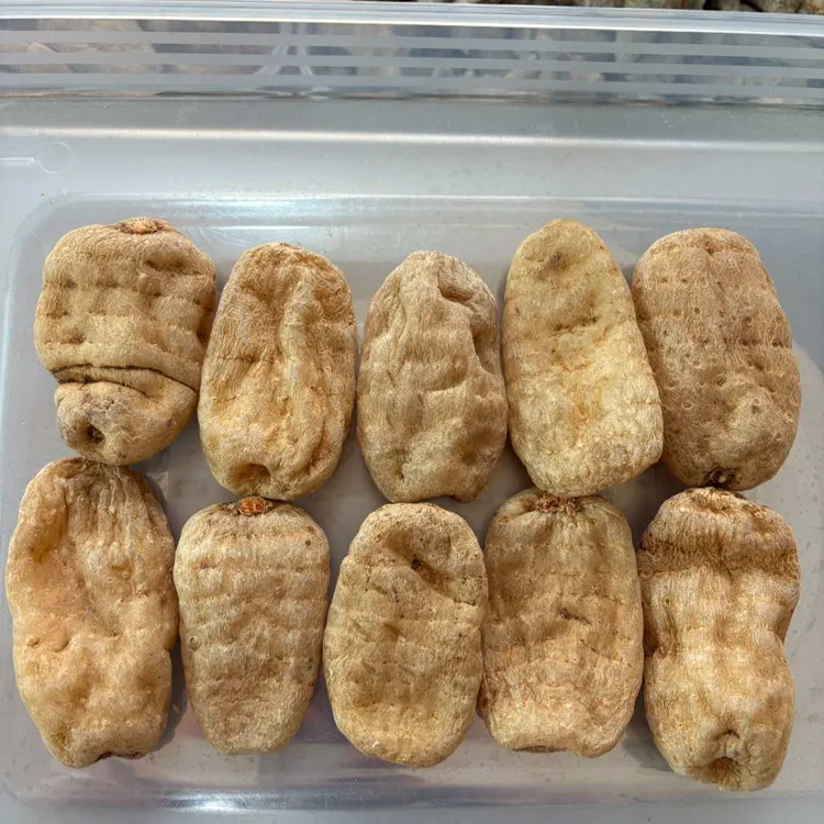 朗透云南昭通 【本色天麻】林下种植野外生长3年 正宗野天麻