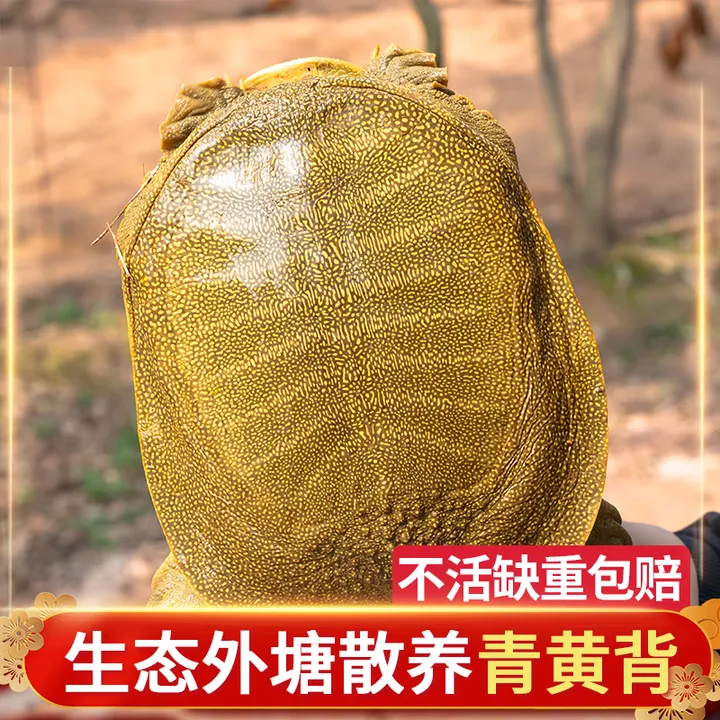 鲜活生态甲鱼1.5斤左右福利