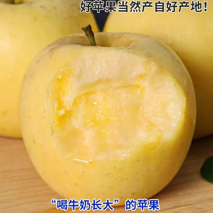 烟台苹果2025现摘黄金奶油苹果多汁酸甜脆脆维生素c水果奶油富士