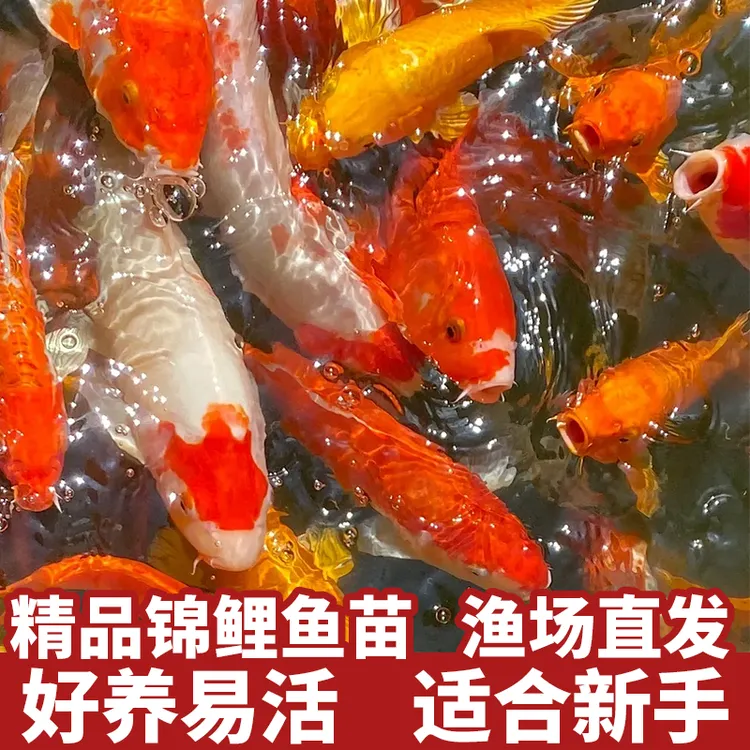 【薛和锦鲤 10cm-25cm一条  拍号可选】 直播1号链接  各色锦鲤