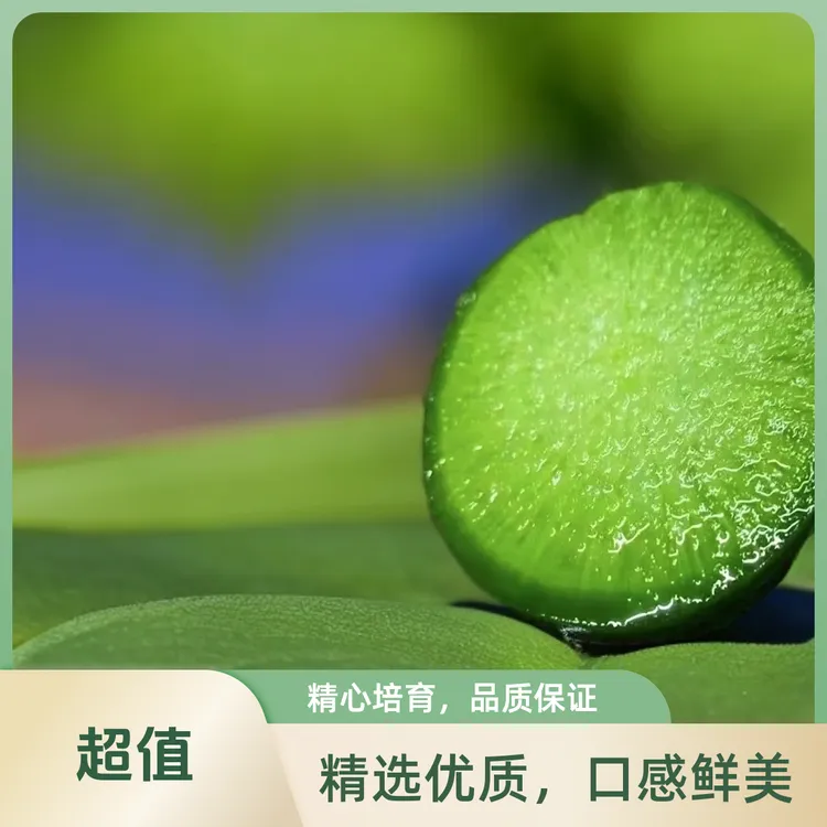 翔丞山东潍坊水果萝卜沙窝萝卜潍县萝卜开胃解腻下饭