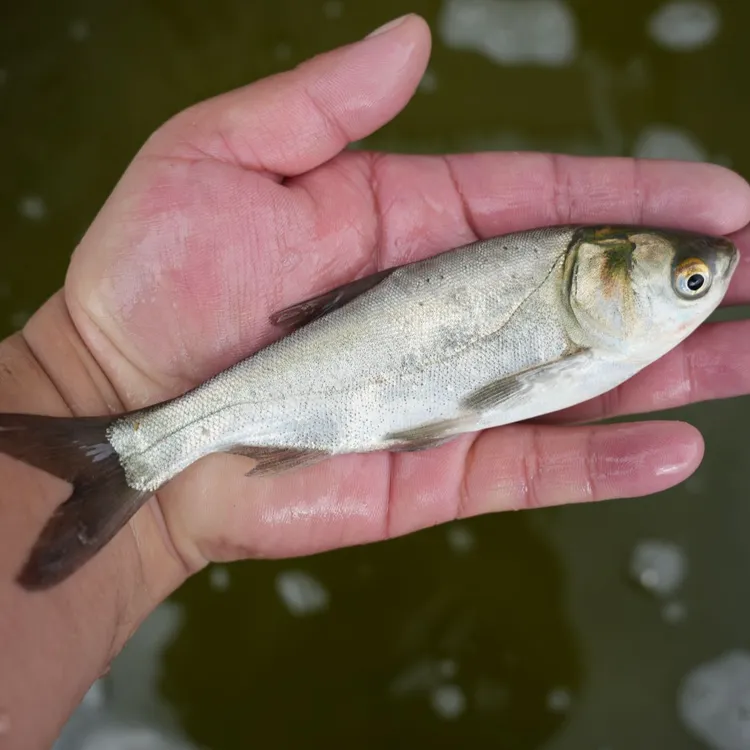 【活体】贵州优质白鲢鱼跳鲢（3-16厘米）观赏鱼淡水鱼冷水鱼