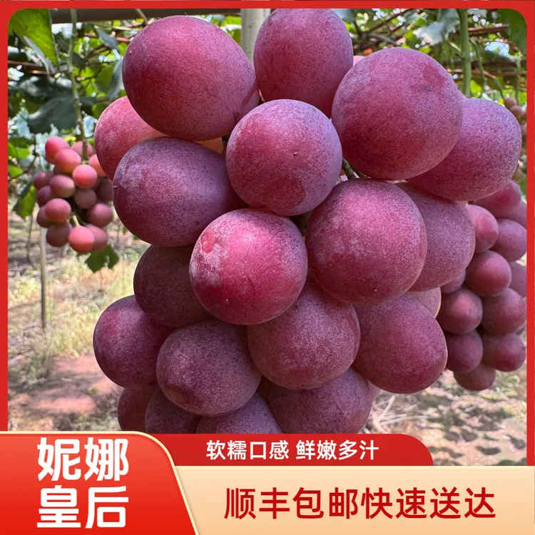 4斤带箱【顺丰包邮】硬实口感妮娜皇后新鲜葡萄孕妇水果纯甜混合香