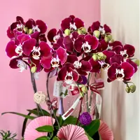 带花剑残次苗随机发稀有花期超久【蝴蝶兰】花剑爆花机器