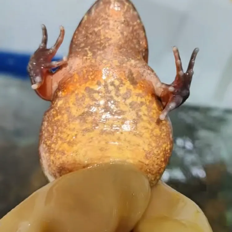 长白山特产河鲜包邮