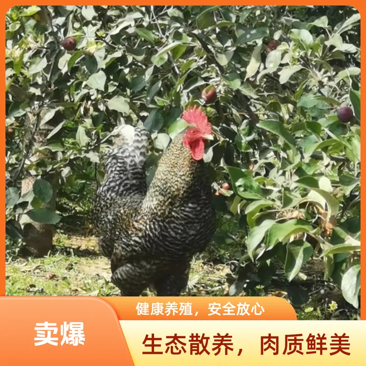 【七个印象品牌】汶上芦花鸡种蛋可孵化土鸡种蛋土鸡蛋授精率高