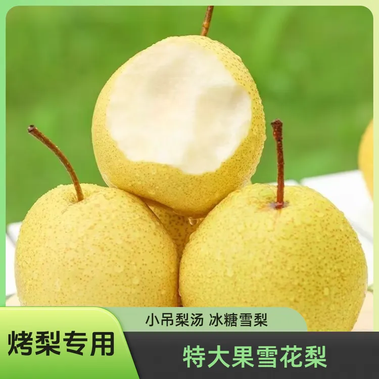 【烤梨】雪梨特大果脆甜多汁小吊梨汤新鲜水果河北石家庄产地直发