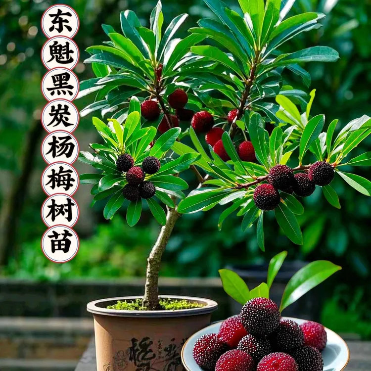 A2云南东魁大杨梅苗杨梅树树苗嫁接盆地栽南方特大果树苗杨梅苗