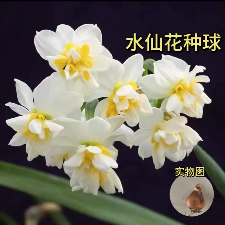 【水仙花种球】耐寒懒人水培植物室内花盆栽好养活花卉商品图