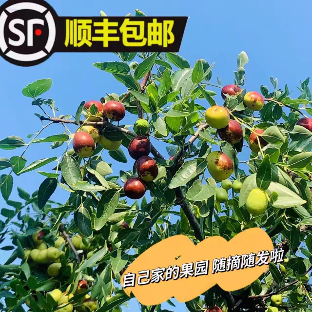 现摘现发新鲜山西红枣稷山板枣鲜枣脆甜当季水果可蒸吃农家自种