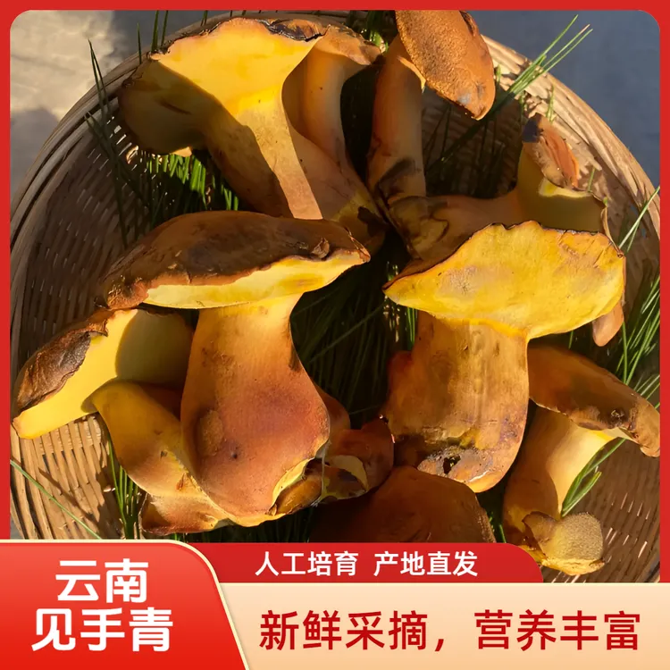 云南人工培育新鲜红葱牛肝菌见手青产地直发顺丰空运包邮