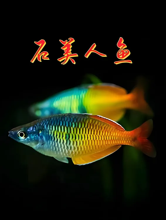 精品全公石美人热带高端淡水黄金观赏鱼