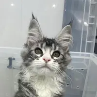 来了姊妹-银白缅因猫 妹妹 21