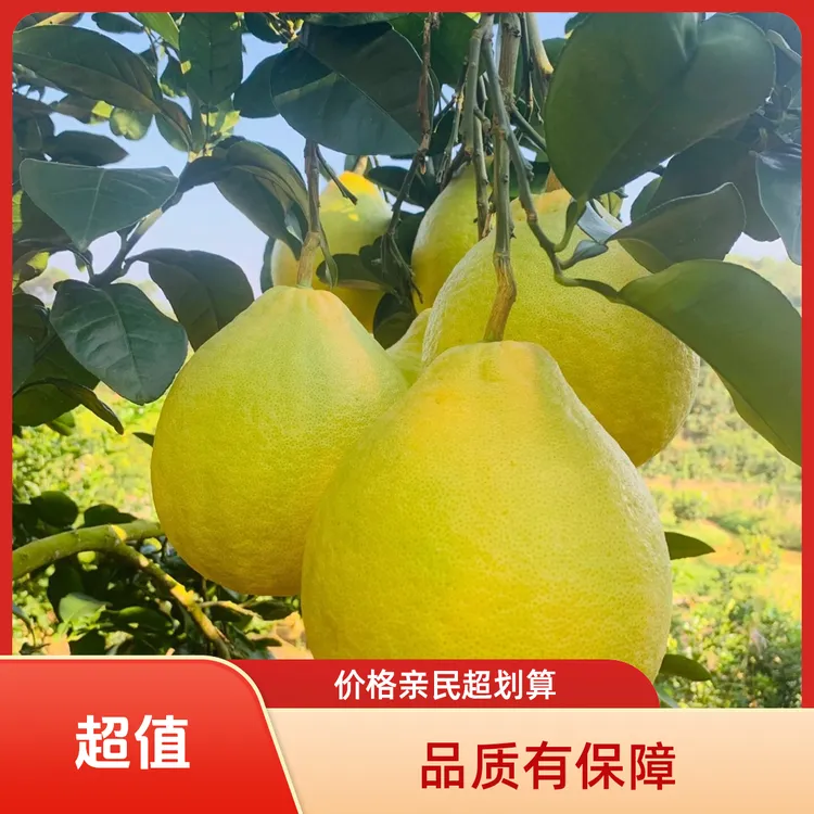 正宗梅州农家沙田柚新鲜采摘无农药纯甜多汁白心水果包邮