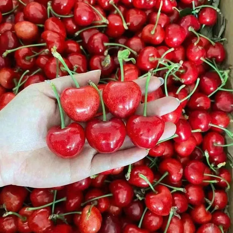 大樱桃树苗车厘子树苗基地直发盆栽地载