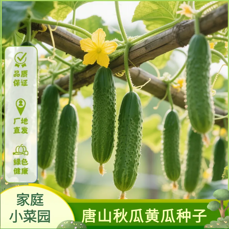唐山秋瓜种子水果黄瓜高产黄瓜种子地载阳台盆栽种植蔬菜种子