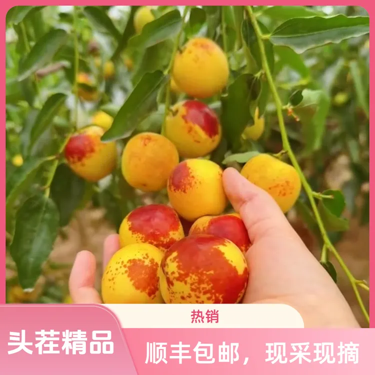 陕西大荔头茬特级精品冬枣现摘现发脆甜多汁应季水果