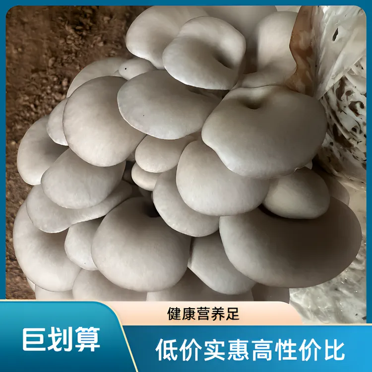 现采新鲜平菇萝卜蘑菇食用菌源头产地包邮优质健康品质平菇萝卜