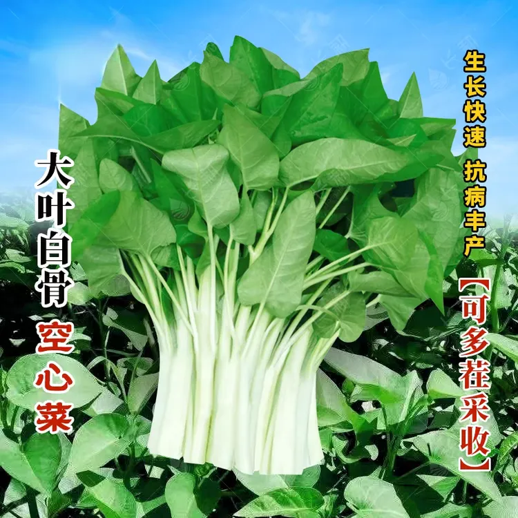 耐热大叶白杆空心菜种子春秋四季白骨通心菜种籽雍菜芥菜蔬菜种孑